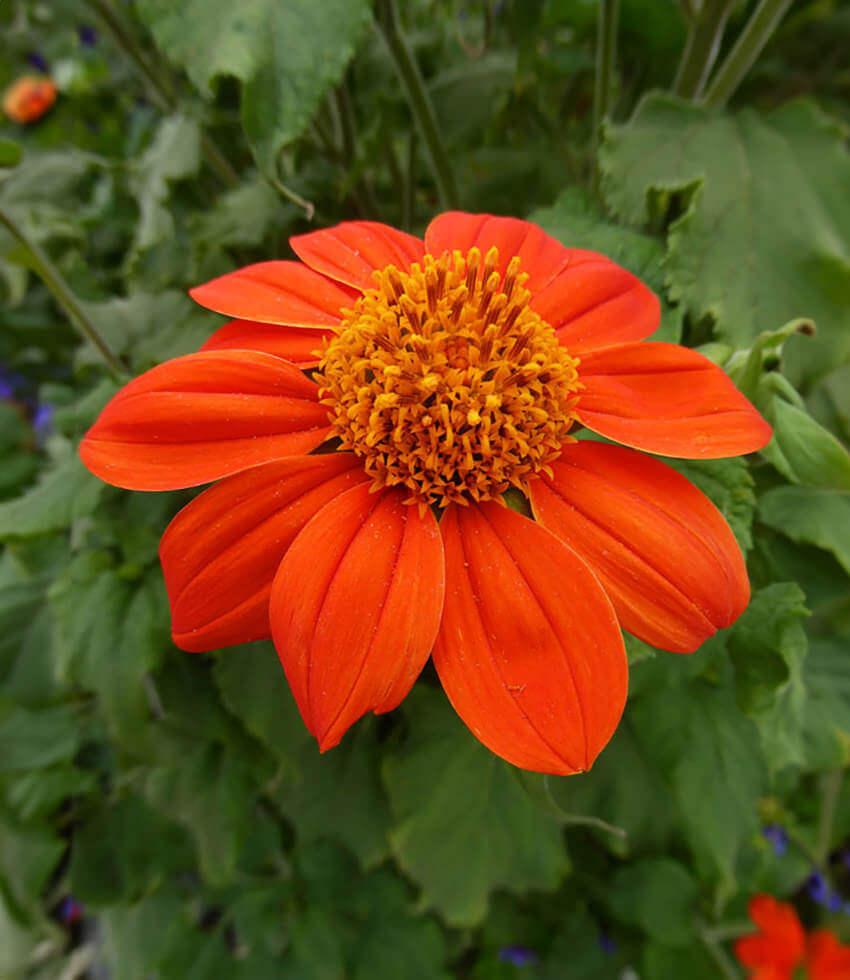 Tithonia Rotundifolia - The Torch Annie's Annuals Annie's Annuals and Perennials