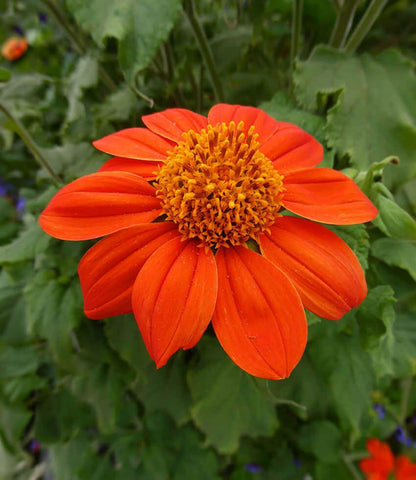 Tithonia Rotundifolia - The Torch Annie's Annuals Annie's Annuals and Perennials