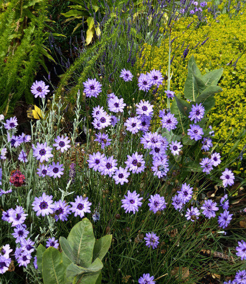 Catananche caerulea Annie's Annuals Annie's Annuals and Perennials