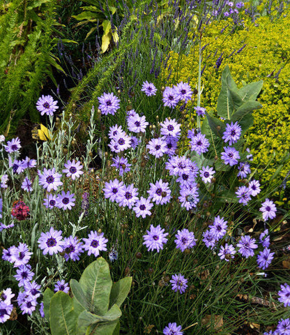 Catananche caerulea Annie's Annuals Annie's Annuals and Perennials