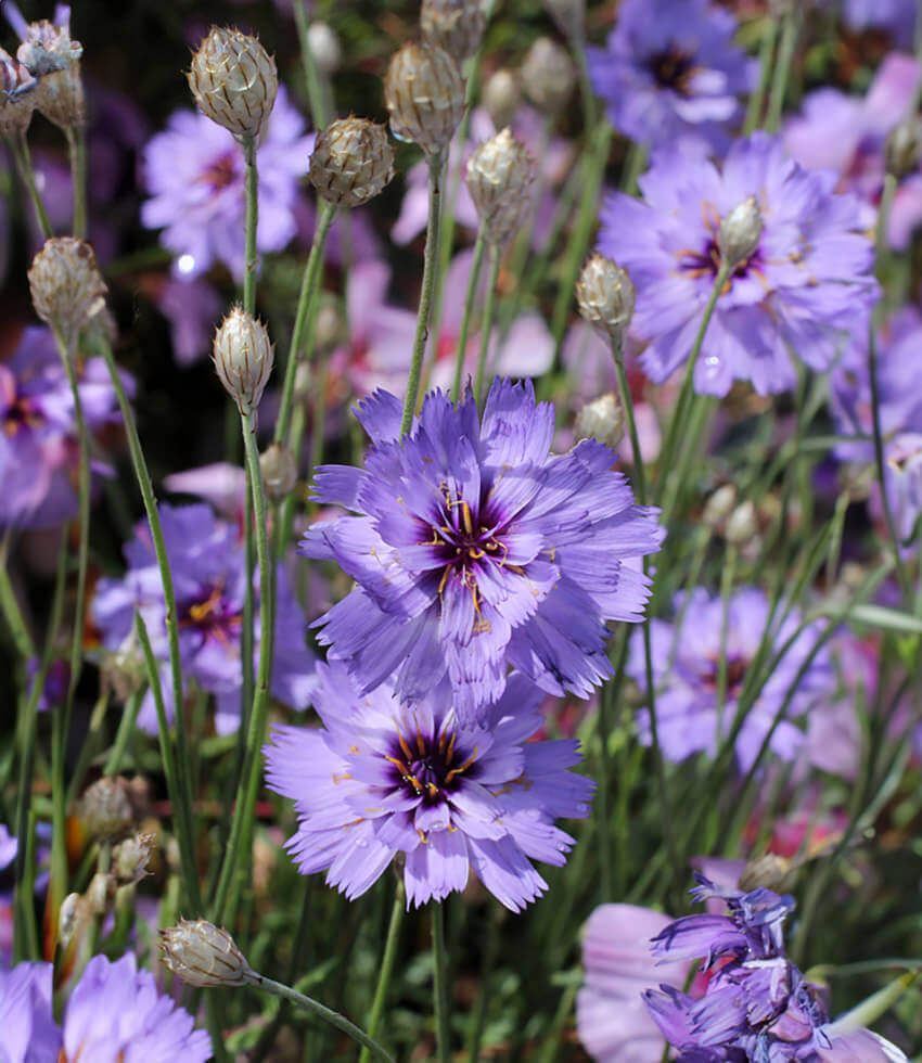 Catananche caerulea Annie's Annuals Annie's Annuals and Perennials