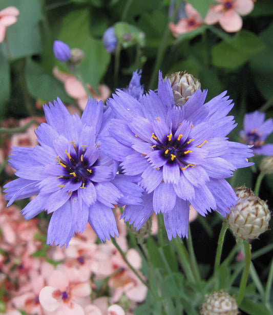 Catananche caerulea Annie's Annuals Annie's Annuals and Perennials