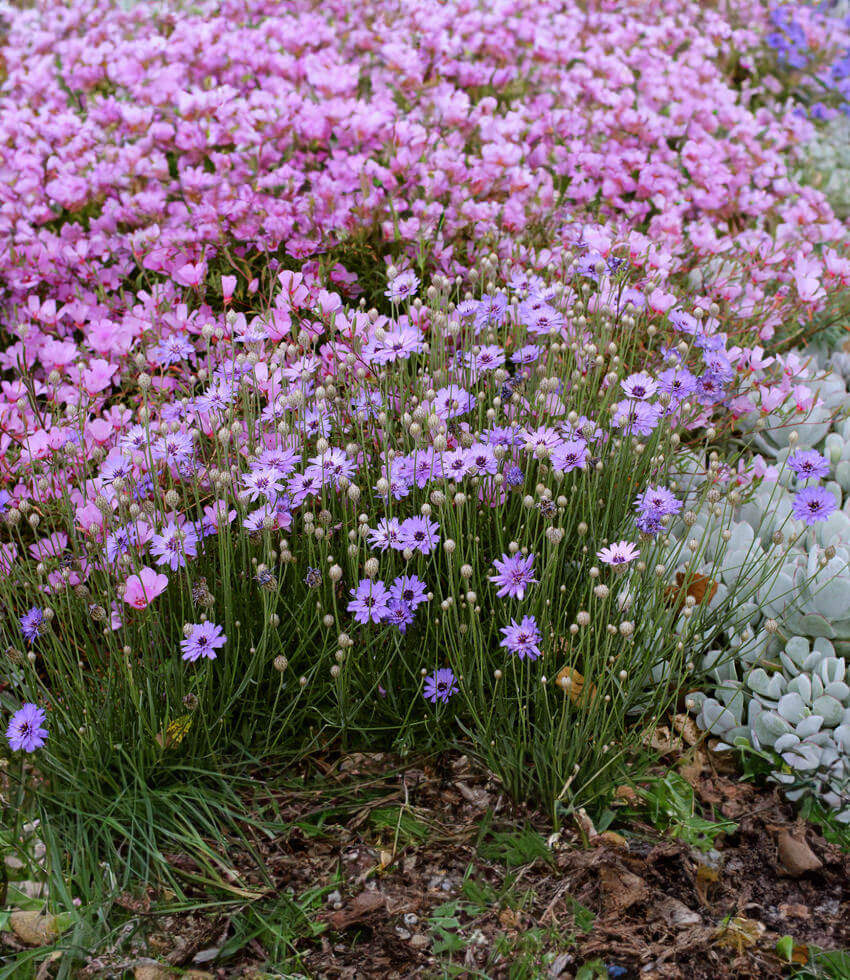 Catananche caerulea Annie's Annuals Annie's Annuals and Perennials