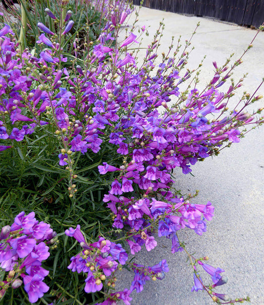 Penstemon heterophyllus - Margarita Bop Annie's Annuals Annie's Annuals and Perennials