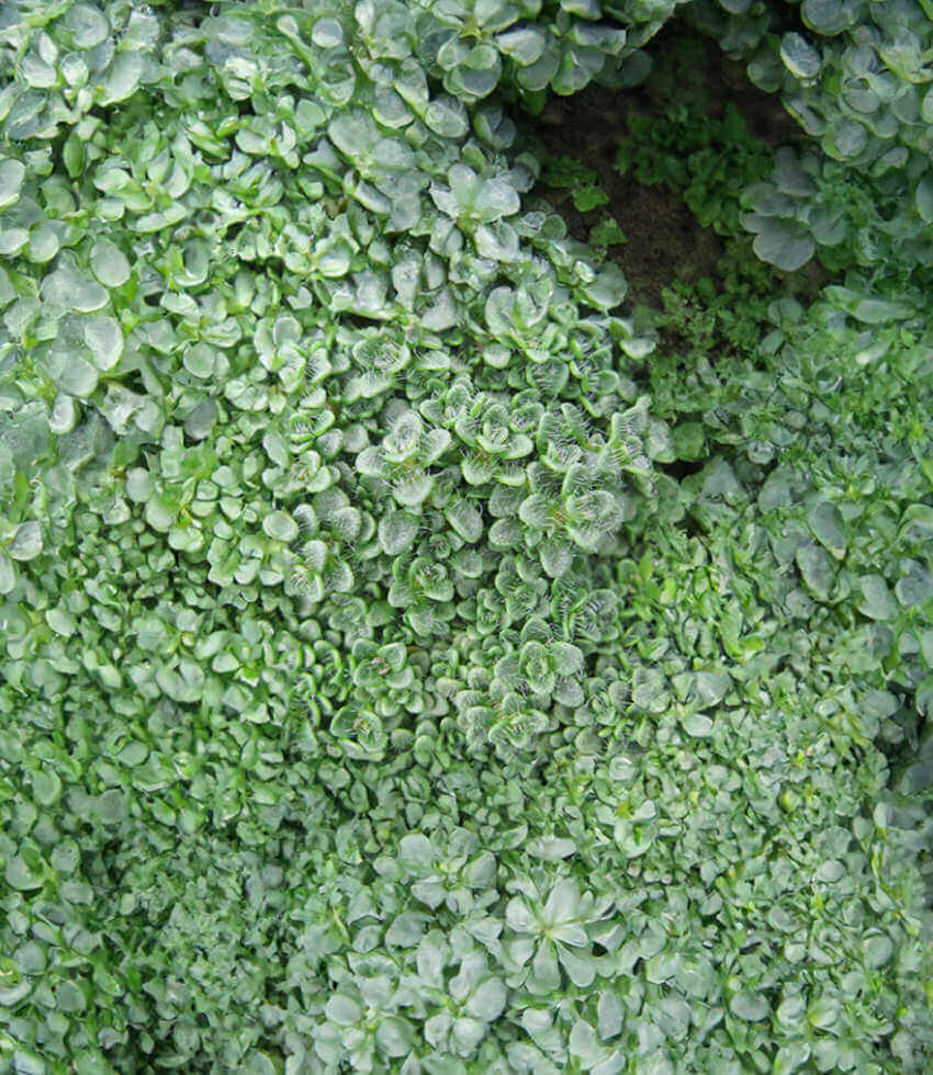 Thymus Praecox - Elfin Thyme Annie's Annuals Annie's Annuals and Perennials