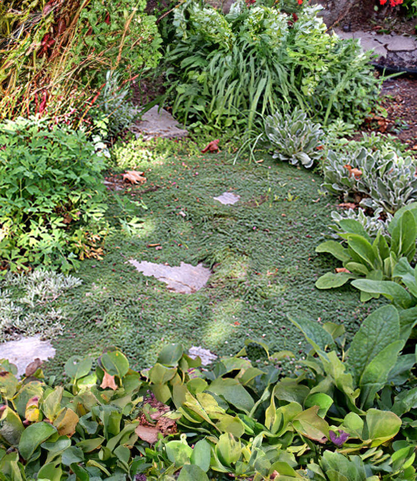 Thymus Praecox - Elfin Thyme Annie's Annuals Annie's Annuals and Perennials