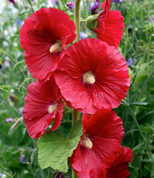 Hollyhock - Mars Magic Annie's Annuals Annie's Annuals and Perennials