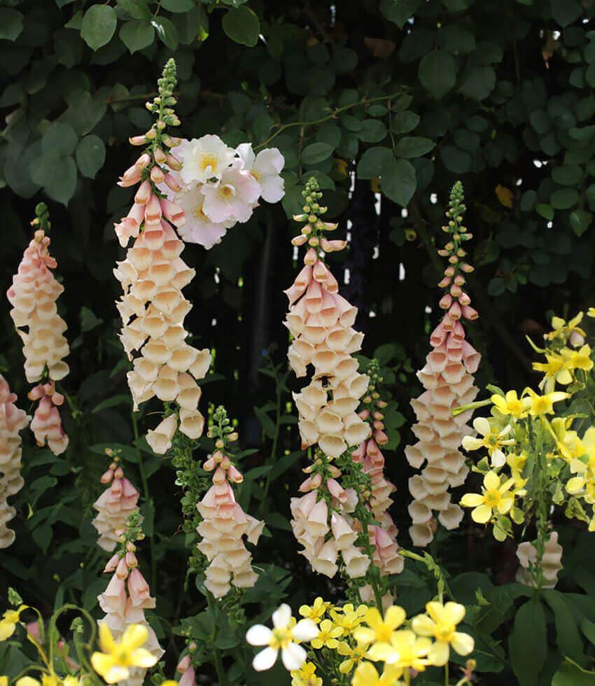Digitalis purpurea - Dalmatian Peach Annie's Annuals Annie's Annuals and Perennials