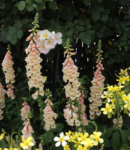 Digitalis purpurea - Dalmatian Peach Annie's Annuals Annie's Annuals and Perennials