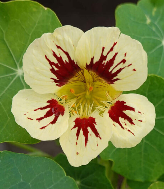 Nasturtium - Orchid Cream Annie's Annuals Annie's Annuals and Perennials