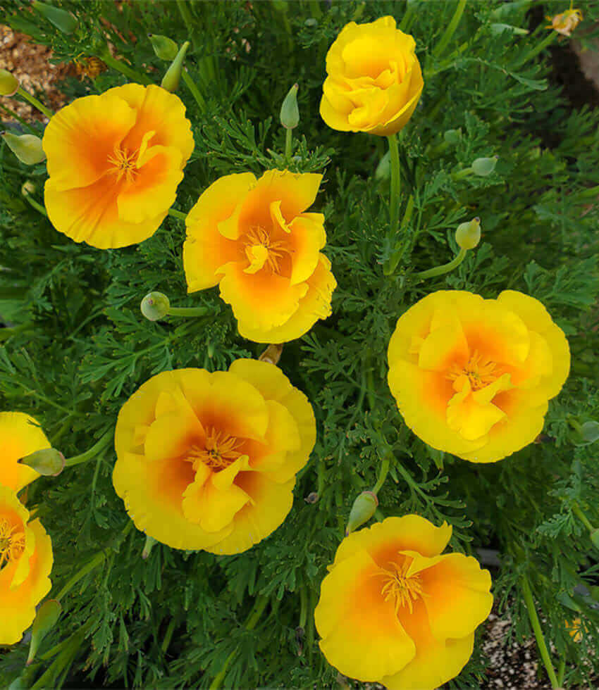 Eschscholzia - Yukon Gold Annie's Annuals Annie's Annuals and Perennials