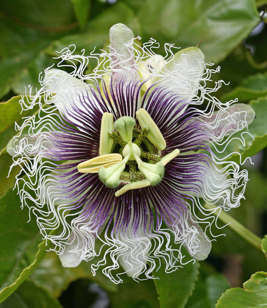Passiflora edulis - Frederick Annie's Annuals Annie's Annuals and Perennials