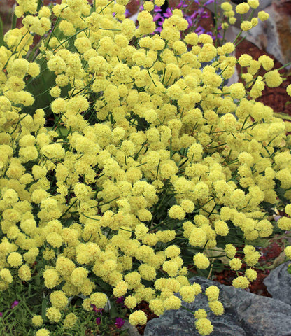 Eriogonum nudum - Ella Nelson's Yellow Annie's Annuals Annie's Annuals and Perennials