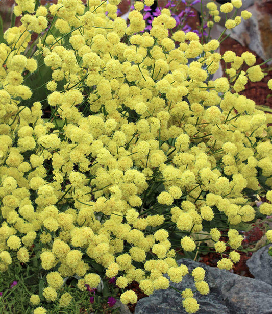 Eriogonum nudum - Ella Nelson's Yellow Annie's Annuals Annie's Annuals and Perennials
