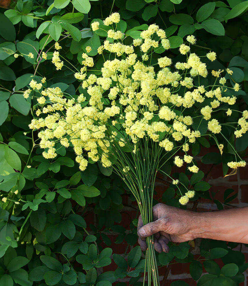 Eriogonum nudum - Ella Nelson's Yellow Annie's Annuals Annie's Annuals and Perennials