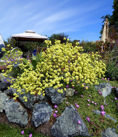 Eriogonum nudum - Ella Nelson's Yellow Annie's Annuals Annie's Annuals and Perennials