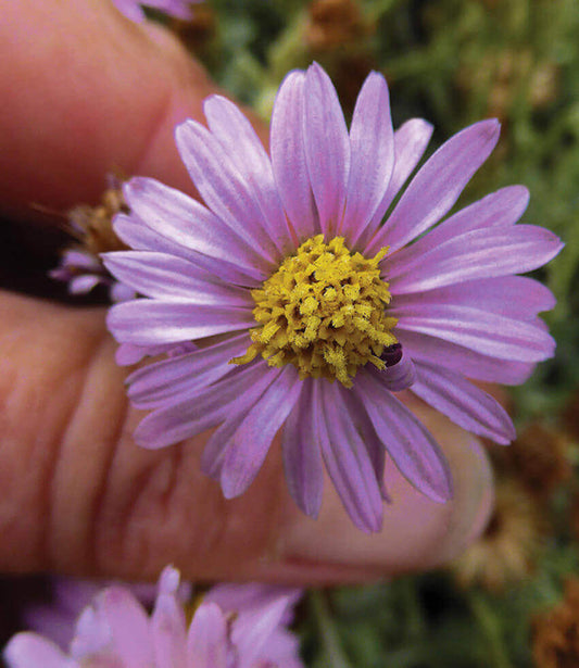 Lessingia Filaginifolia - Silver Carpet Annie's Annuals Annie's Annuals and Perennials