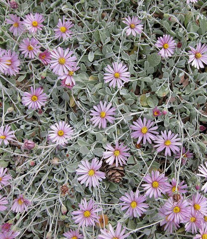 Lessingia Filaginifolia - Silver Carpet Annie's Annuals Annie's Annuals and Perennials