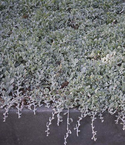 Lessingia Filaginifolia - Silver Carpet Annie's Annuals Annie's Annuals and Perennials
