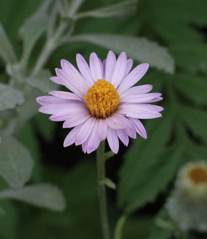 Lessingia Filaginifolia - Silver Carpet Annie's Annuals Annie's Annuals and Perennials