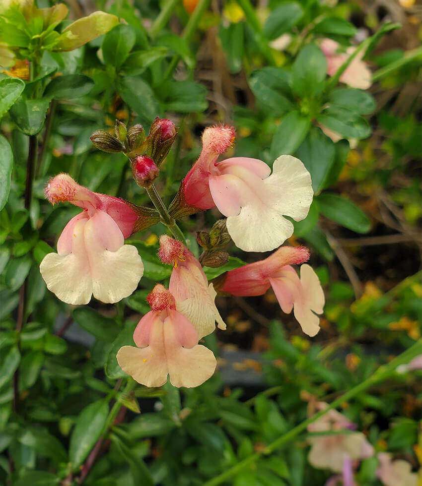 Salvia x jamensis - Sierra San Antonio Annie's Annuals Annie's Annuals and Perennials