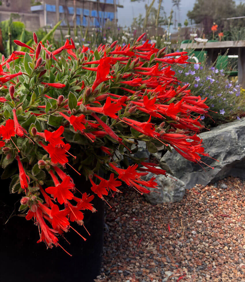 Zauschneria californica var. latifolium - Everett's Choice Annie's Annuals Annie's Annuals and Perennials