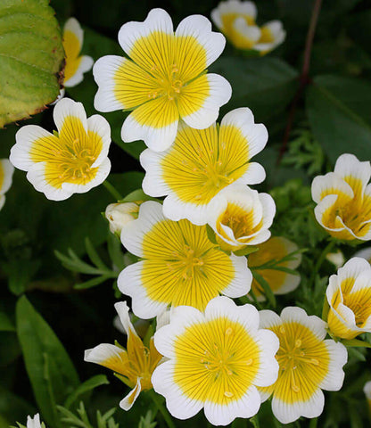 Limnanthes Douglasii Annie's Annuals Annie's Annuals and Perennials