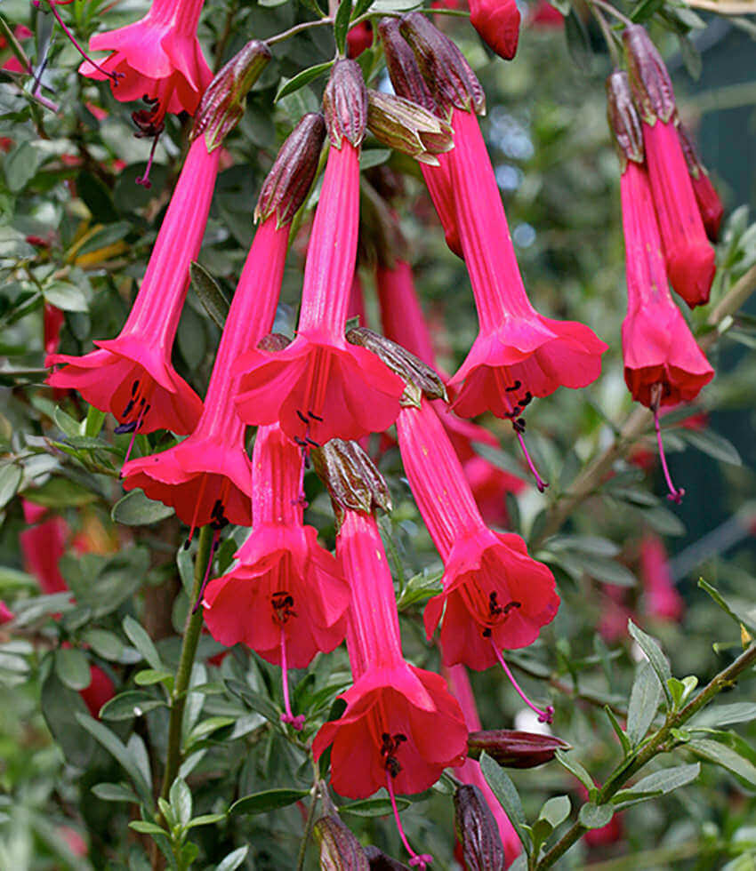 Cantua buxifolia - Sacred Flowers Of The Andes Annie's Annuals Annie's Annuals and Perennials