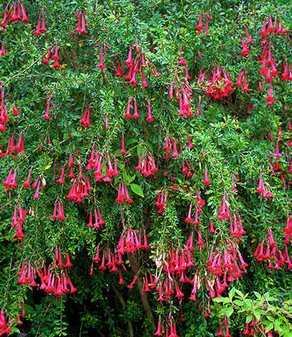 Cantua buxifolia - Sacred Flowers Of The Andes Annie's Annuals Annie's Annuals and Perennials