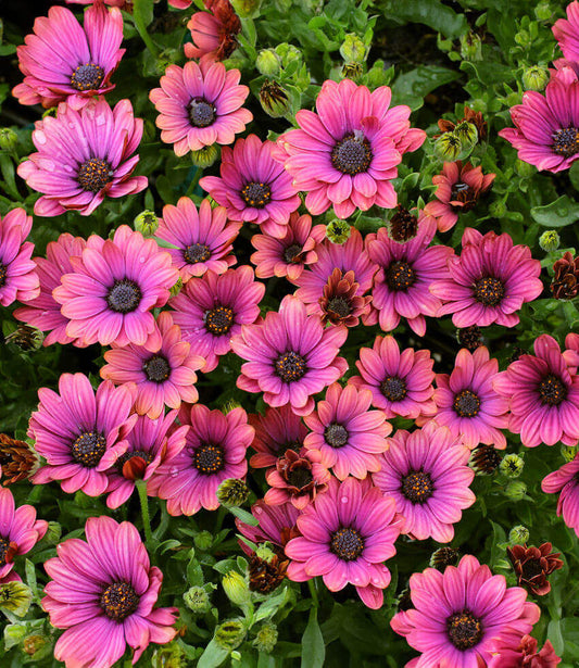 Osteospermum - Zion Copper Amethyst Annie's Annuals Annie's Annuals and Perennials