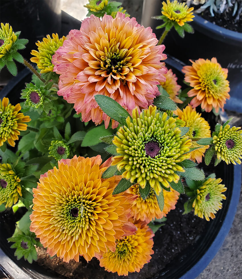 Echibeckia - Summerina Glow Sugar Shake Annie's Annuals Annie's Annuals and Perennials