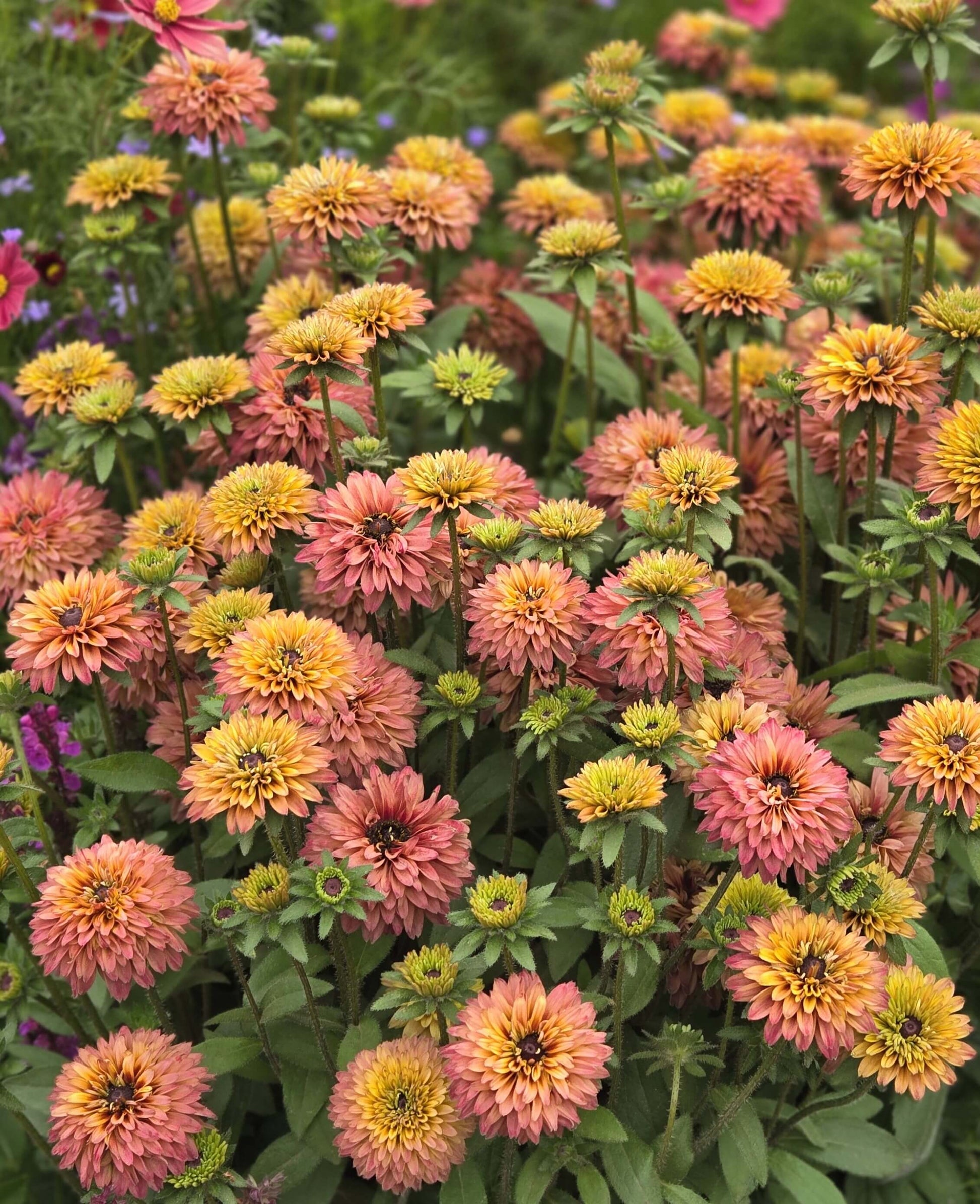 Echibeckia - Summerina Glow Sugar Shake Annie's Annuals Annie's Annuals and Perennials