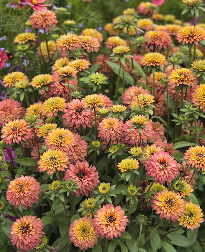 Echibeckia - Summerina Glow Sugar Shake Annie's Annuals Annie's Annuals and Perennials
