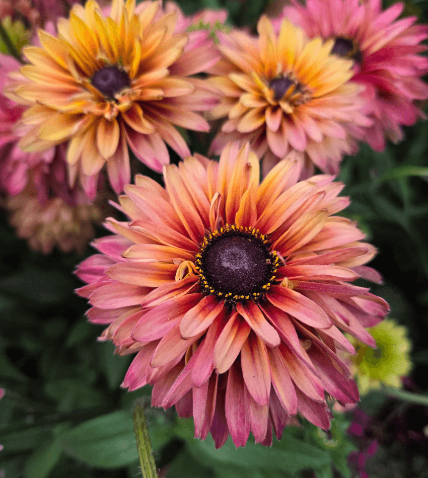 Echibeckia - Summerina Glow Sugar Shake Annie's Annuals Annie's Annuals and Perennials