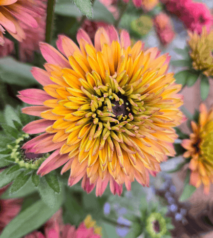 Echibeckia - Summerina Glow Sugar Shake Annie's Annuals Annie's Annuals and Perennials