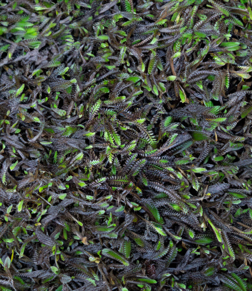 Cotula leptinella - Platt's Black Annie's Annuals Annie's Annuals and Perennials