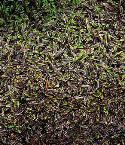 Cotula leptinella - Platt's Black Annie's Annuals Annie's Annuals and Perennials