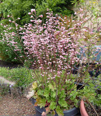 Heuchera - Rosada Annie's Annuals Annie's Annuals and Perennials
