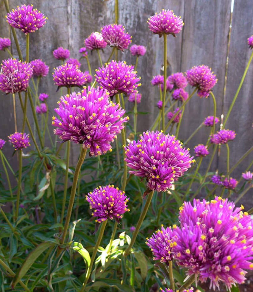Gomphrena Globosa - Fireworks Annie's Annuals Annie's Annuals and Perennials