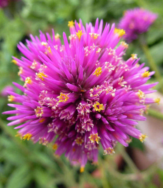 Gomphrena Globosa - Fireworks Annie's Annuals Annie's Annuals and Perennials