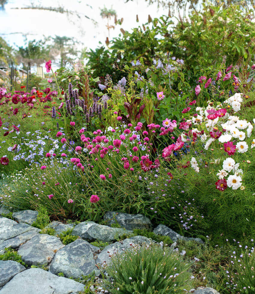 Gomphrena Globosa - Fireworks Annie's Annuals Annie's Annuals and Perennials