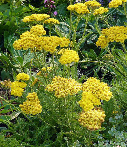 Achillea Millefolium - Little Moonshine Annie's Annuals Annie's Annuals and Perennials