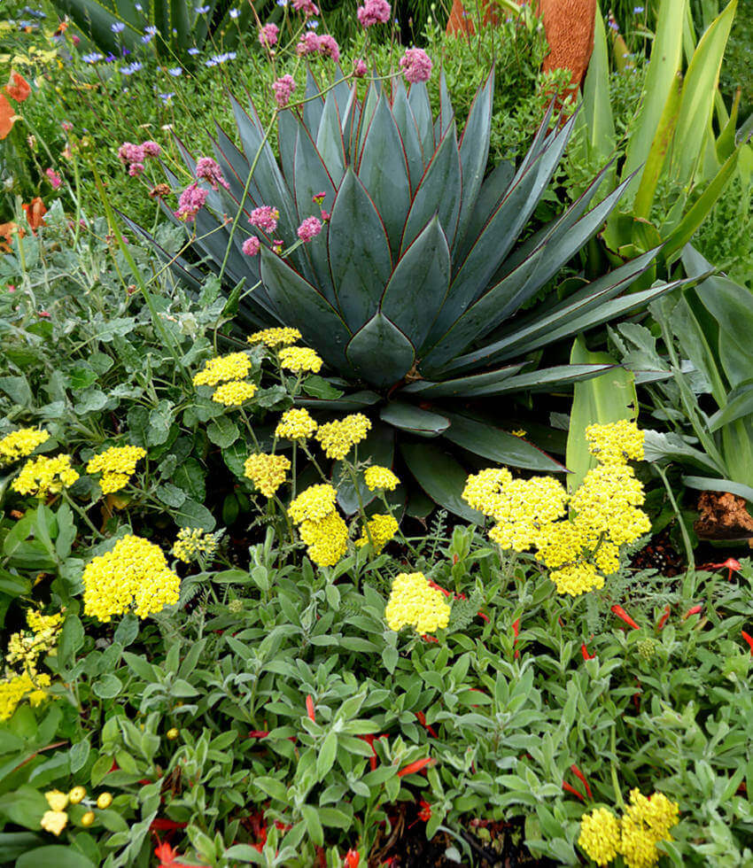 Achillea Millefolium - Little Moonshine Annie's Annuals Annie's Annuals and Perennials