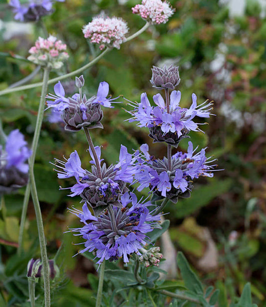 Salvia Leucophylla X Clevelandii - Pozo Blue Annie's Annuals Annie's Annuals and Perennials