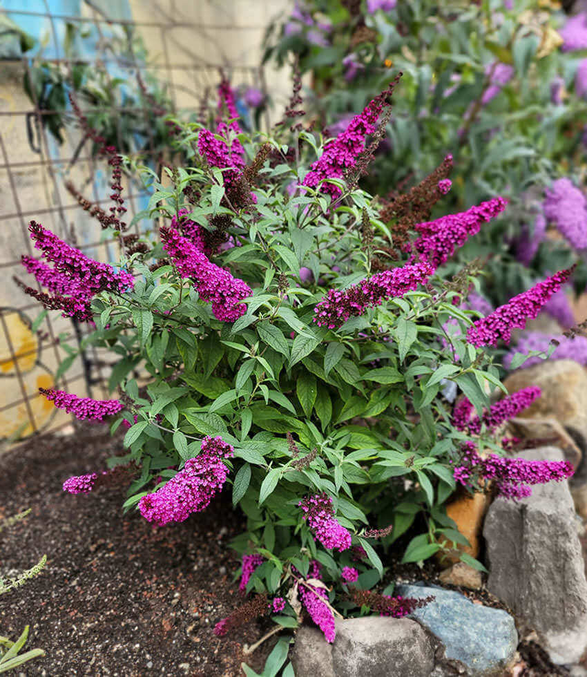 Buddleja Davidii - Hot Raspberry Annie's Annuals Annie's Annuals and Perennials