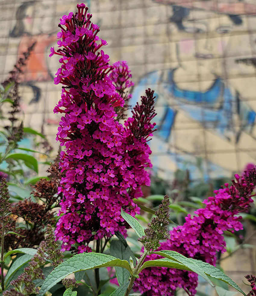 Buddleja Davidii - Hot Raspberry Annie's Annuals Annie's Annuals and Perennials