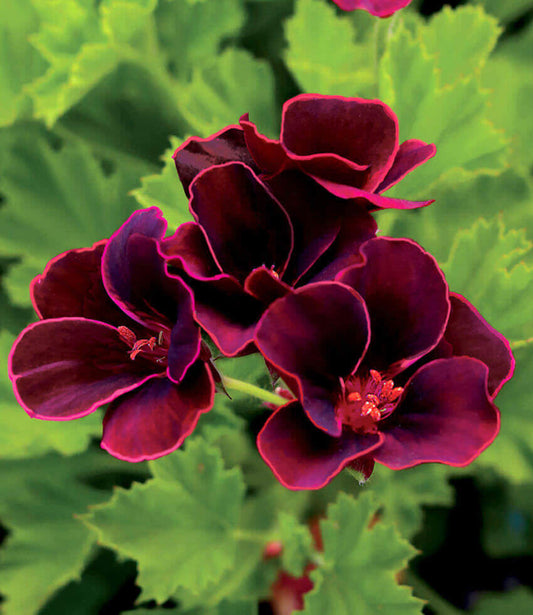 Pelargonium - Lord Bute Annie's Annuals Annie's Annuals and Perennials