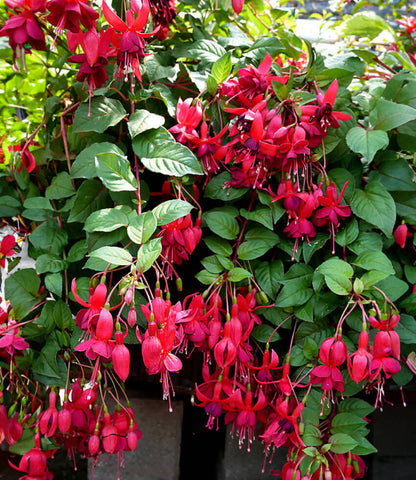 Fuchsia - Santa Cruz Annie's Annuals Annie's Annuals and Perennials