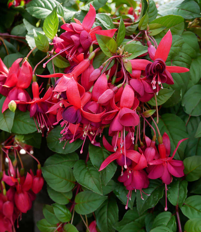 Fuchsia - Santa Cruz Annie's Annuals Annie's Annuals and Perennials