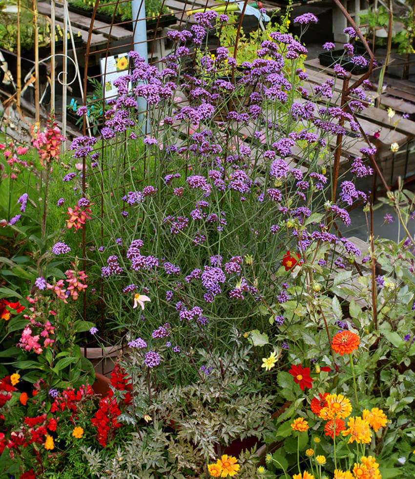 Verbena bonariensis Annie's Annuals Annie's Annuals and Perennials